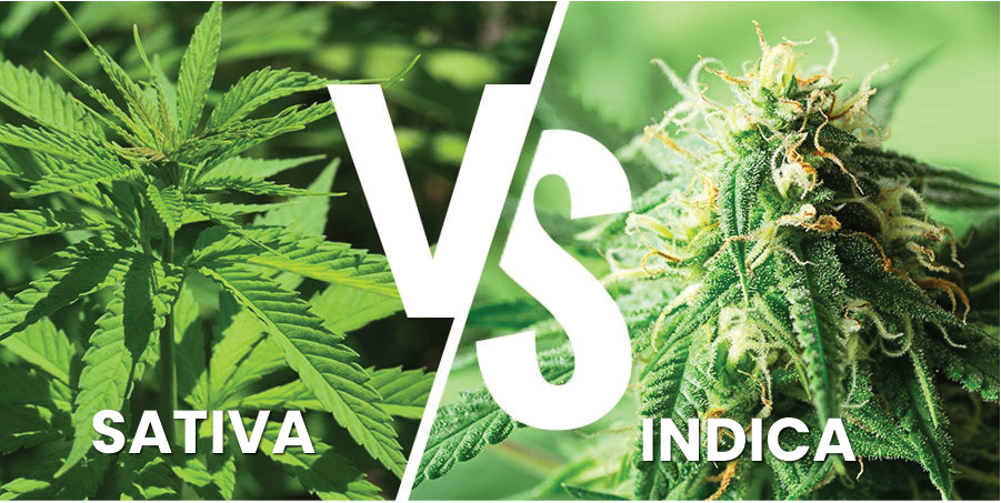 Indica vs Sativa Cannabis